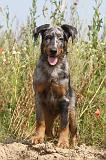 BEAUCERON - PUPPIES 002